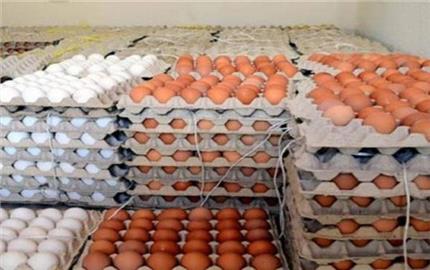 انخفاض أسعار البيض بالأسواق الاثنين 1 أغسطس