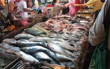 أسعار الأسماك في سوق العبور اليوم 15 أكتوبر 2022
